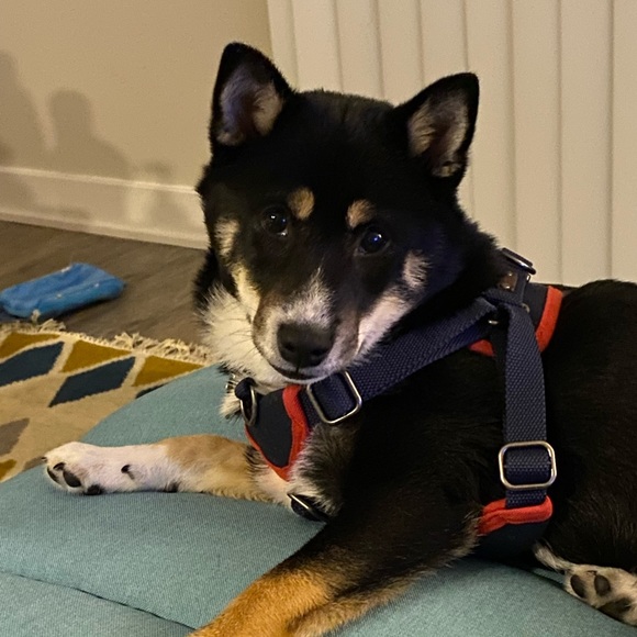 Meet your Posher, Jodie - Picture 6 of 7